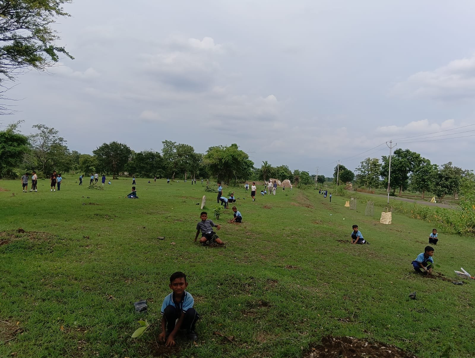 Tree Plantation